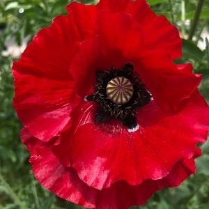 Meet your Posher, Brianda